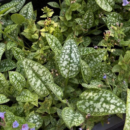 Медуница Смоки Блу