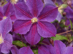 Клематис Стар оф Индия