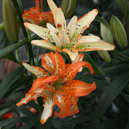 Лилия Must See (Азиатский гибрид, махровый) - Голландские луковицы фото 3