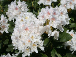 Рододендрон Cunninghams White (Каннингемс Уайт) - Долина роз фото 5