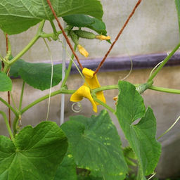 Подвес для растений пластмассовый 6х3х1,2см, набор 10шт (Россия) - Домашняя Мода фото 3