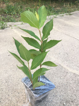 Вейгела розовая