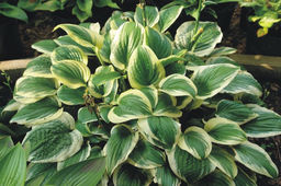 ХОСТА Авокадо Разбор 1 n Кол-во упак., шт 1