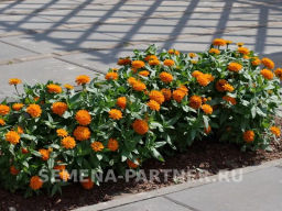 Цинния махровая Барышня-крестьянка Мандариновый Конфитюр - Партнер фото 7