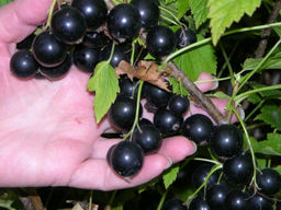 Смородина черная Орловский вальс