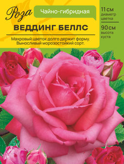 Роза Веддинг Беллс (Чайно-гибридная) С ЦВ.НАКЛЕЙКОЙ 1шт