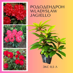 Рододендрон Wladyslaw Jagiello, Royal Red (Владислав Ягелло, Роял Ред) - Долина роз фото 5
