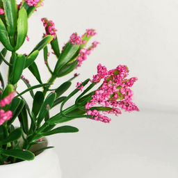 Искусственный цветок в горшке «Крассула», 5.5×11 см, МИКС