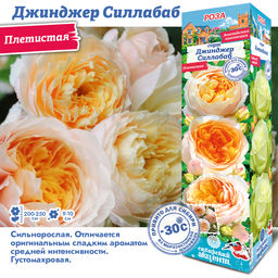 Роза Джинджер Силлабаб (Плетистая) 1шт