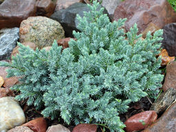 Можжевельник чешуйчатый Блю Стар - Долина роз фото 4