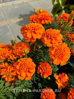 Бархатцы отклоненные Бонанза Дип Оранж - Партнер фото 3
