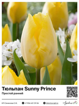 Тюльпан Sunny Prince (Простой ранний)