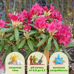 Рододендрон Неон Кисс