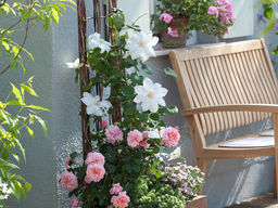 Клематис Мадам Ле Культре - Долина роз фото 2