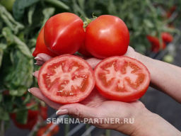 Томат Эйва - Партнер фото 3