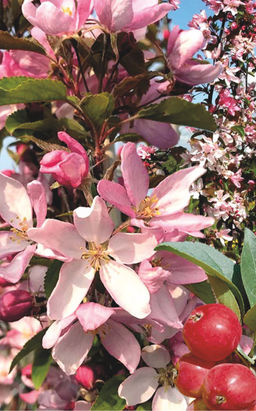 Яблоня Ред Обелиск декоративная (саженец с этикеткой) 1шт