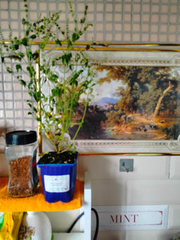 Мята Земляника мелколистная