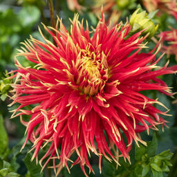 ГЕОРГИНА Шоу Энд Телл Разбор I Кол-во упак., шт 1