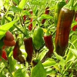 Перец Грузинский Горячий