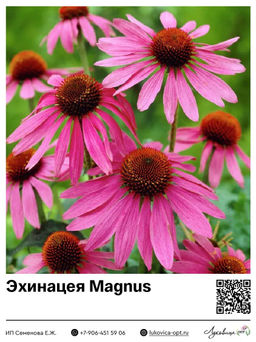 Эхинацея Magnus