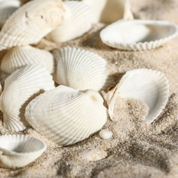 Набор ракушек, 2 - 3.5 см, 100 г