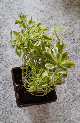 Очиток Миддендорфа Вариегата