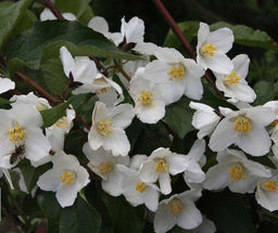 Чубушник Старбрайт