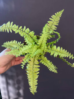 Папоротник Блонди, горшок 0,3 л - 1000корней фото 2