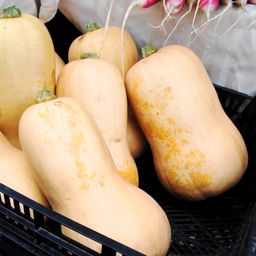 Уолтемская Тыква Баттернат — Waltham Butternut Squash