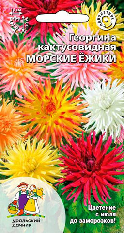 Георгина МОРСКИЕ ЁЖИКИ  Кактусовидный тип