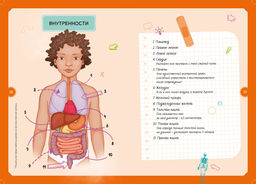 Тело человека. Интерактивная детская энциклопедия с магнитами (нов.оф.) (в коробке). Педрола А. - Махаон фото 7