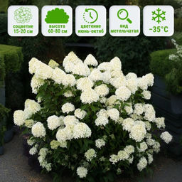 Гортензия метельчатая Коттон Крим