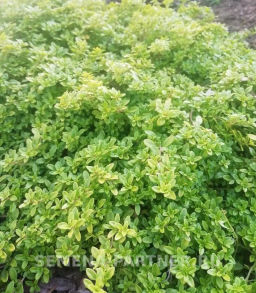 Тимьян Медок - Партнер фото 3