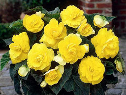 Бегония махровая желтая (Double Yellow) - Долина роз фото 2