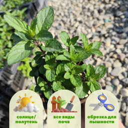 Мята Шведский лимон