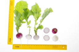 Редис Марго - Партнер фото 4