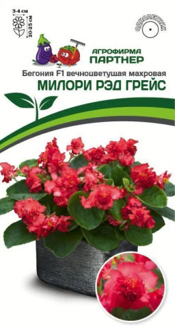 Бегония вечноцветущая махровая Милори Рэд Грейс