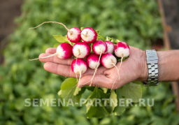 Редис Политез - Партнер фото 4