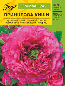Роза Принцесса Киши (Японская) С ЦВ.НАКЛЕЙКОЙ 1шт
