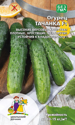Огурец ТАЧАНКА F1  Высокие вкусовые качества! Плотные, хрустящие, без горечи! Устойчив к кладоспориозу!