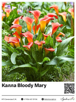 Калла Bloody Mary