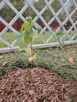 Гортензия метельчатая Коттон Крим