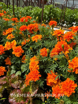 Бархатцы отклоненные Чиаро Танжерине - Партнер фото 4