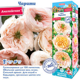Роза Чарити (Английская) 1шт