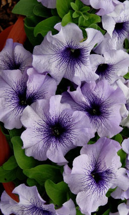 Петуния ПРИЗМ ЧЕРНИЧНОЕ МОРОЖЕНОЕ F1 Компактная петуния с массивными цветками до 13 см!