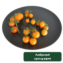 Амброзия оранжевая