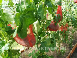 Дыня Багира - Партнер фото 4