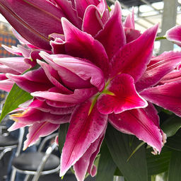 Лилия Roselily Tabitha (Розовидный гибрид) - Голландские луковицы фото 2