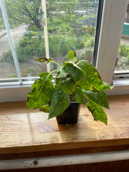 Медуница Смоки Блу