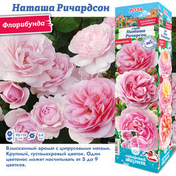 Роза Наташа Ричердсон (Флорибунда) 1шт
